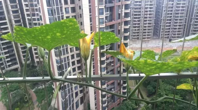 一粒南瓜籽掉入陽台花盆後,發生的新鮮事兒!南瓜就該這麼種!