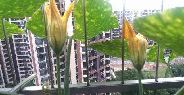 一粒南瓜籽掉入陽台花盆後,發生的新鮮事兒!南瓜就該這麼種!