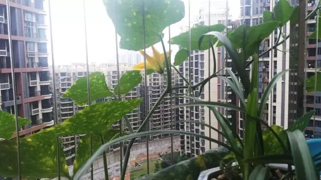 一粒南瓜籽掉入陽台花盆後,發生的新鮮事兒!南瓜就該這麼種!