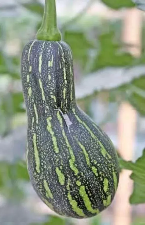 一粒南瓜籽掉入陽台花盆後,發生的新鮮事兒!南瓜就該這麼種!