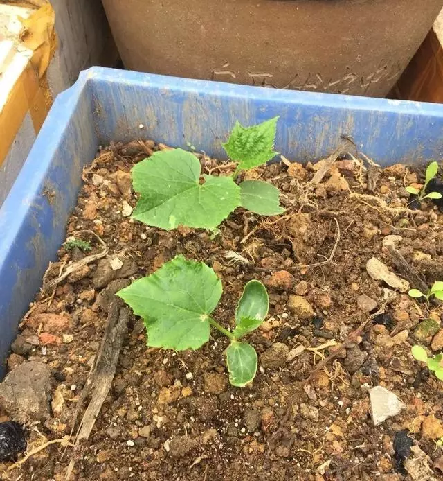 一粒南瓜籽掉入陽台花盆後,發生的新鮮事兒!南瓜就該這麼種!