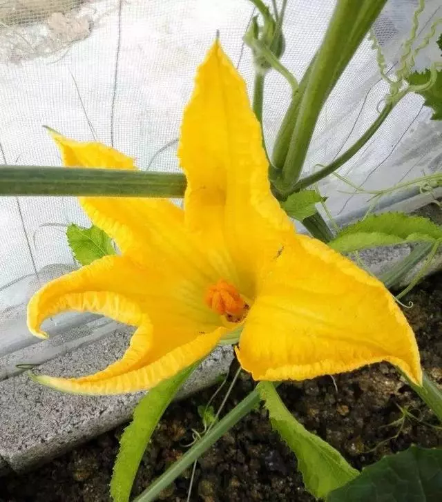 一粒南瓜籽掉入陽台花盆後,發生的新鮮事兒!南瓜就該這麼種!