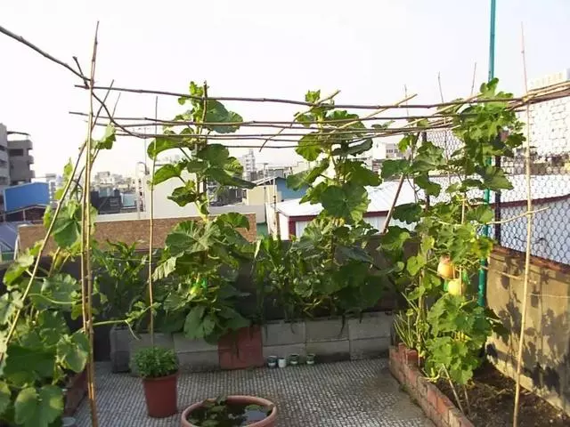 一粒南瓜籽掉入陽台花盆後,發生的新鮮事兒!南瓜就該這麼種!