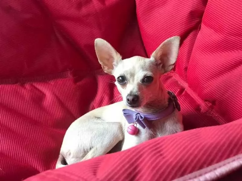 鐵漢柔情《吉娃娃救援者》喜歡大犬的硬漢因緣際會成為小狗迷 每天被吉娃娃包圍超幸福♥