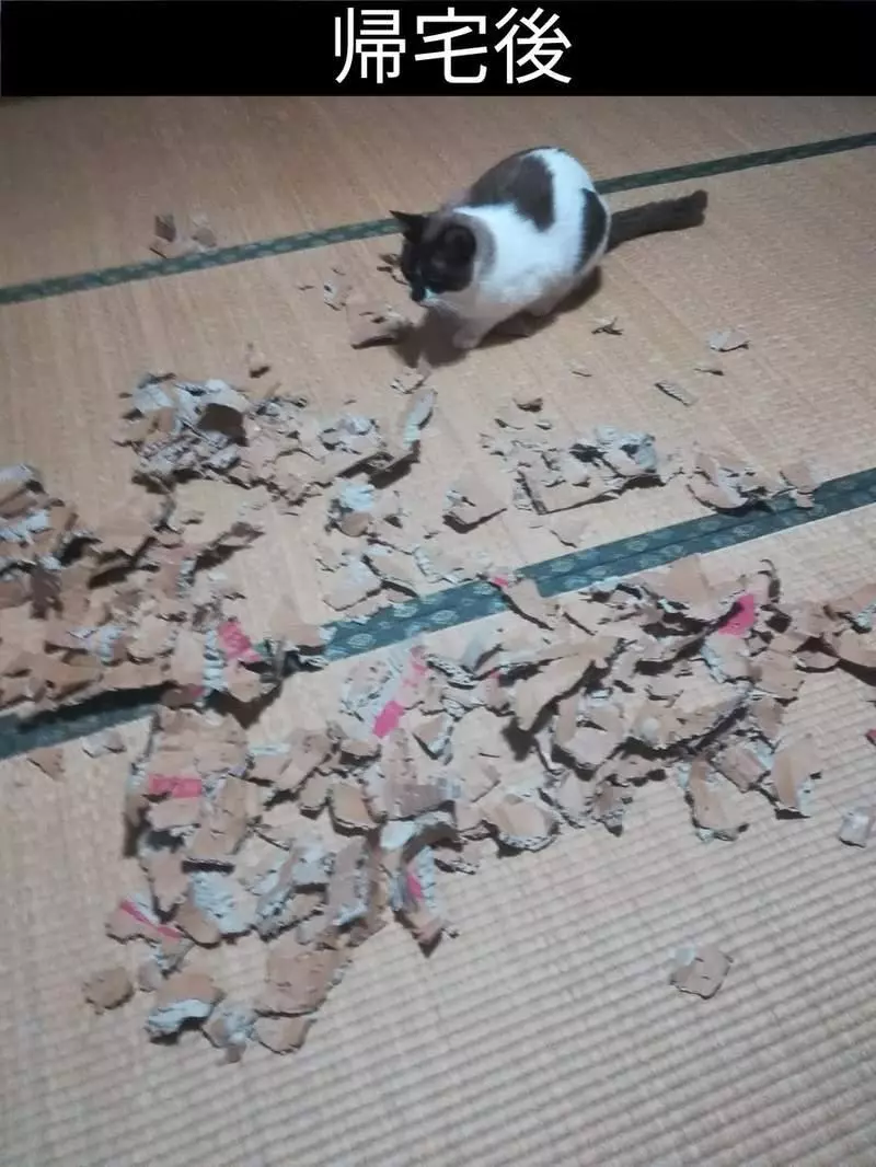 《把紙箱交給貓的下場》不對,這不是我以為會看到的結果啊...