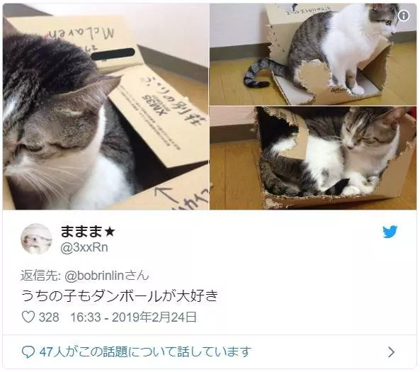《把紙箱交給貓的下場》不對,這不是我以為會看到的結果啊...