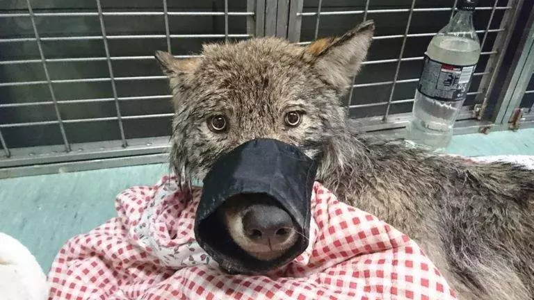 《從結冰湖面救出一隻狗》結果媽媽咪呀根本不是狗啊