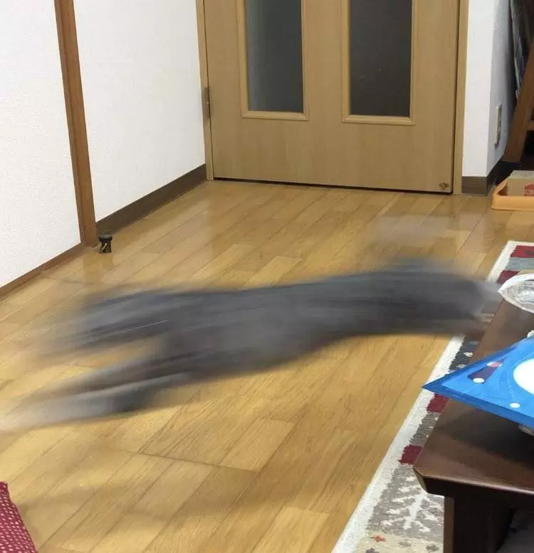 《貓的崩壞寫真大賽》再開 各種奇蹟醜照讓貓的生態更加無法理解ww