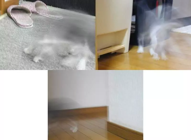 《貓的崩壞寫真大賽》再開 各種奇蹟醜照讓貓的生態更加無法理解ww