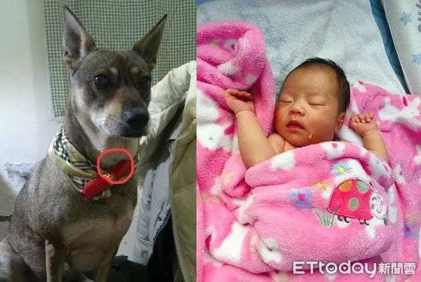 狗狗離世前,媽媽請它投胎來當小孩續前緣,2年後妹妹來報到,媽媽一看:我知道它回來了