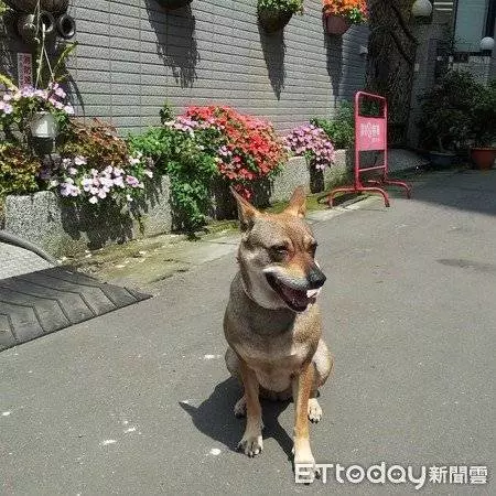 狗狗離世前,媽媽請它投胎來當小孩續前緣,2年後妹妹來報到,媽媽一看:我知道它回來了