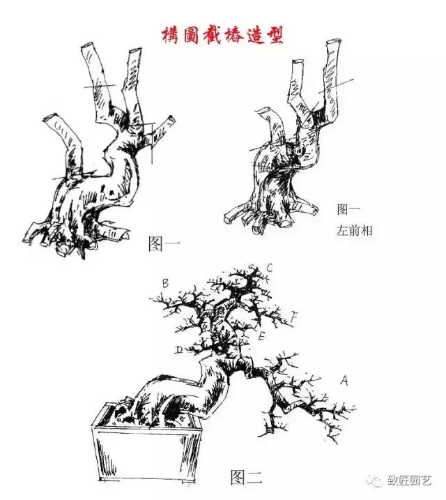 盆景造型基礎知識:盆景構圖、截樁、造型技法