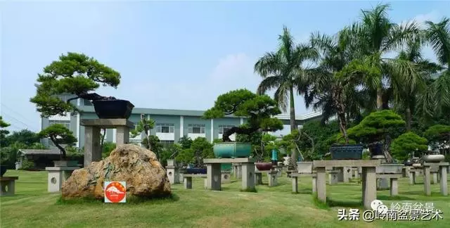 玩松樹盆景一定要懂控針,看看韓學年大師怎樣說?