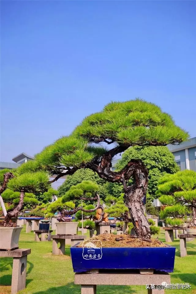 玩松樹盆景一定要懂控針,看看韓學年大師怎樣說?