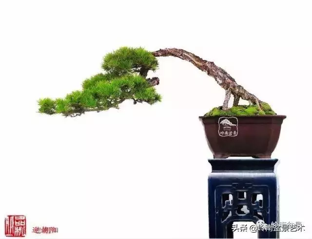 玩松樹盆景一定要懂控針,看看韓學年大師怎樣說?
