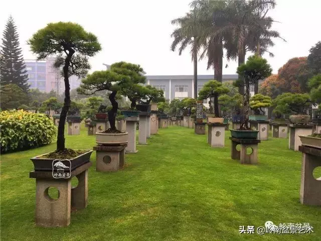 玩松樹盆景一定要懂控針,看看韓學年大師怎樣說?
