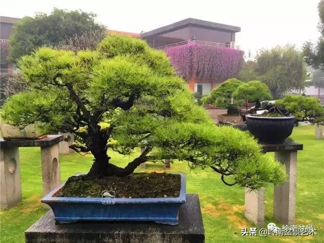 玩松樹盆景一定要懂控針,看看韓學年大師怎樣說?