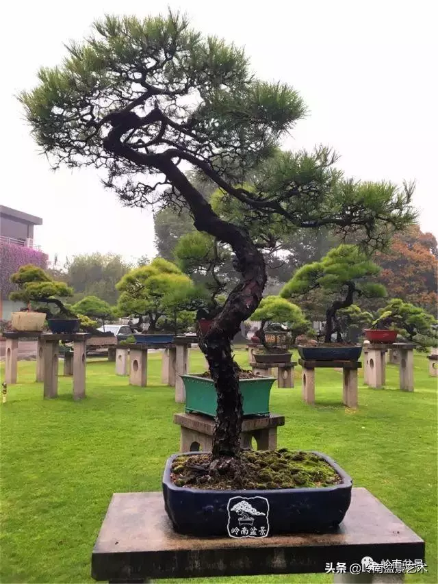 玩松樹盆景一定要懂控針,看看韓學年大師怎樣說?