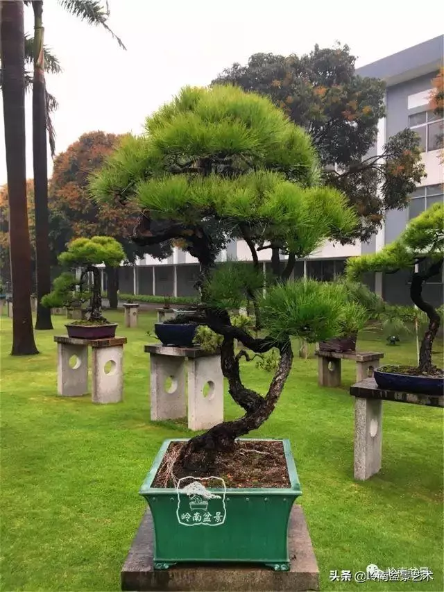 玩松樹盆景一定要懂控針,看看韓學年大師怎樣說?