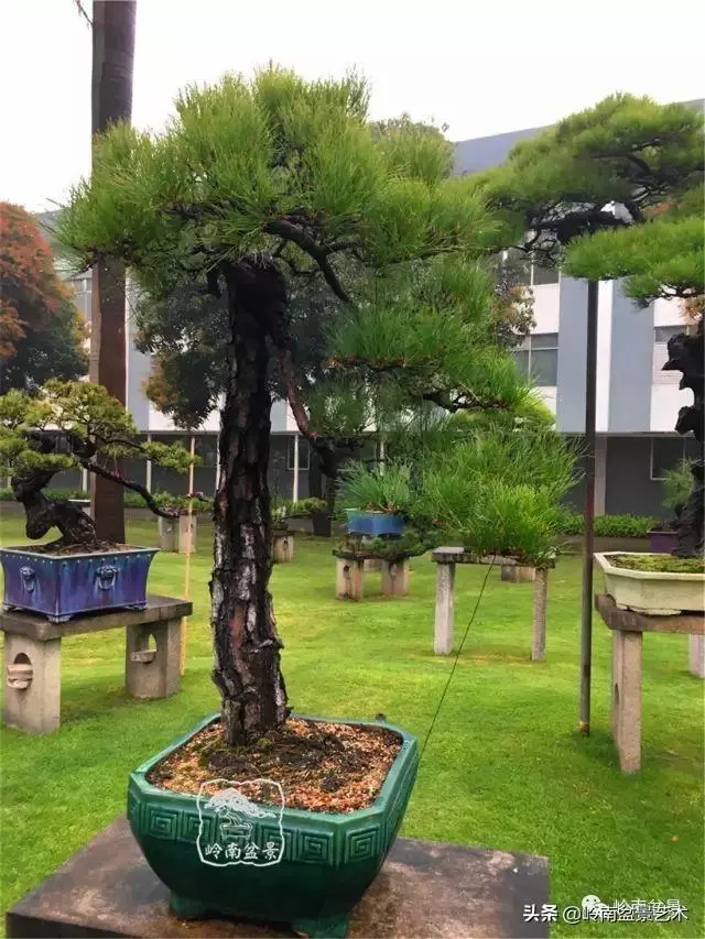 玩松樹盆景一定要懂控針,看看韓學年大師怎樣說?