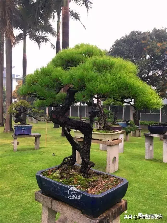 玩松樹盆景一定要懂控針,看看韓學年大師怎樣說?