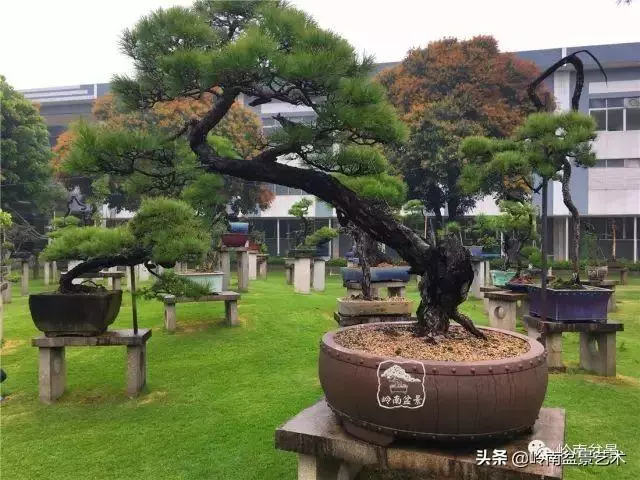 玩松樹盆景一定要懂控針,看看韓學年大師怎樣說?