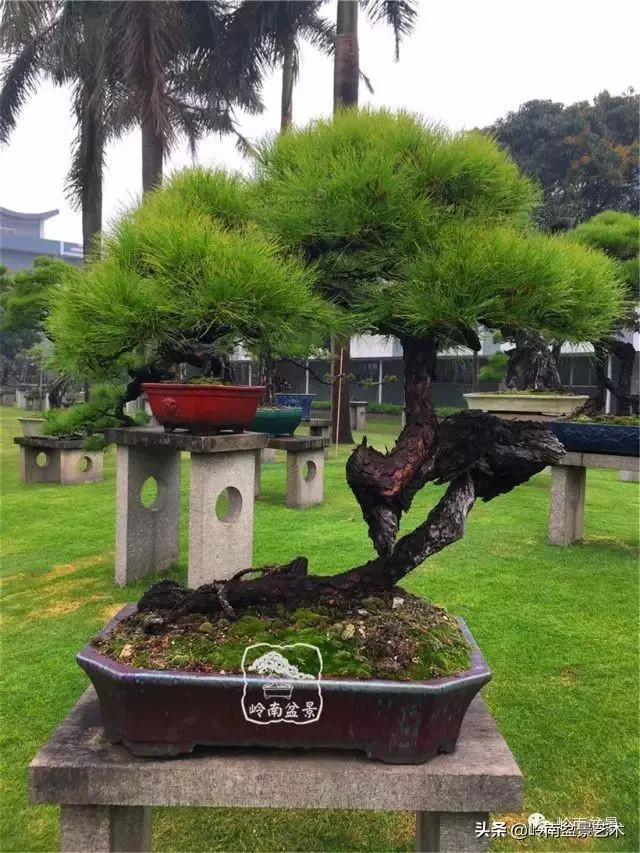 玩松樹盆景一定要懂控針,看看韓學年大師怎樣說?