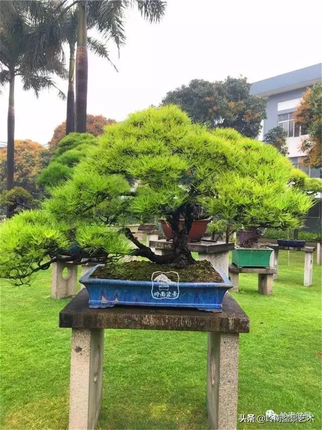 玩松樹盆景一定要懂控針,看看韓學年大師怎樣說?