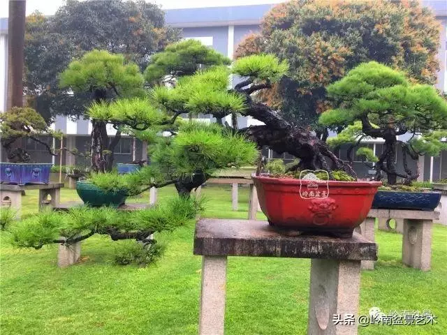 玩松樹盆景一定要懂控針,看看韓學年大師怎樣說?