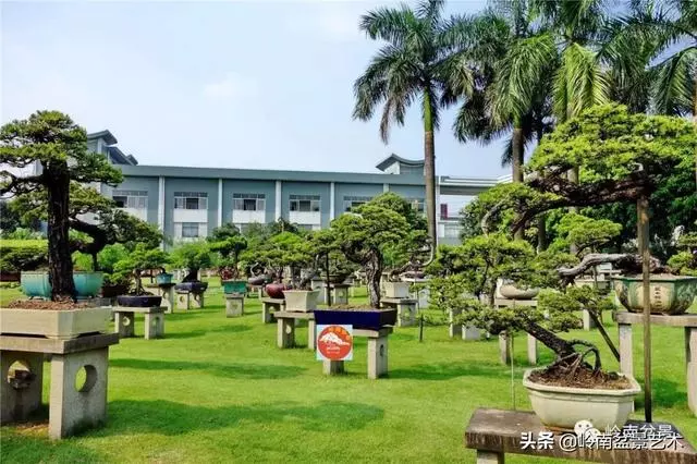 玩松樹盆景一定要懂控針,看看韓學年大師怎樣說?