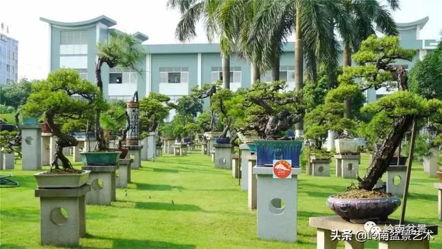 玩松樹盆景一定要懂控針,看看韓學年大師怎樣說?