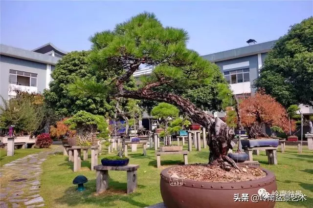 玩松樹盆景一定要懂控針,看看韓學年大師怎樣說?
