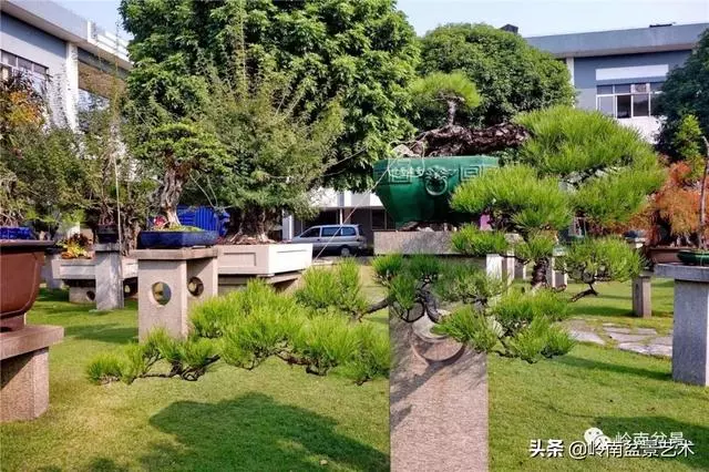 玩松樹盆景一定要懂控針,看看韓學年大師怎樣說?