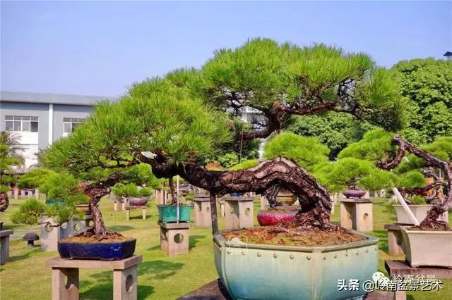 玩松樹盆景一定要懂控針,看看韓學年大師怎樣說?