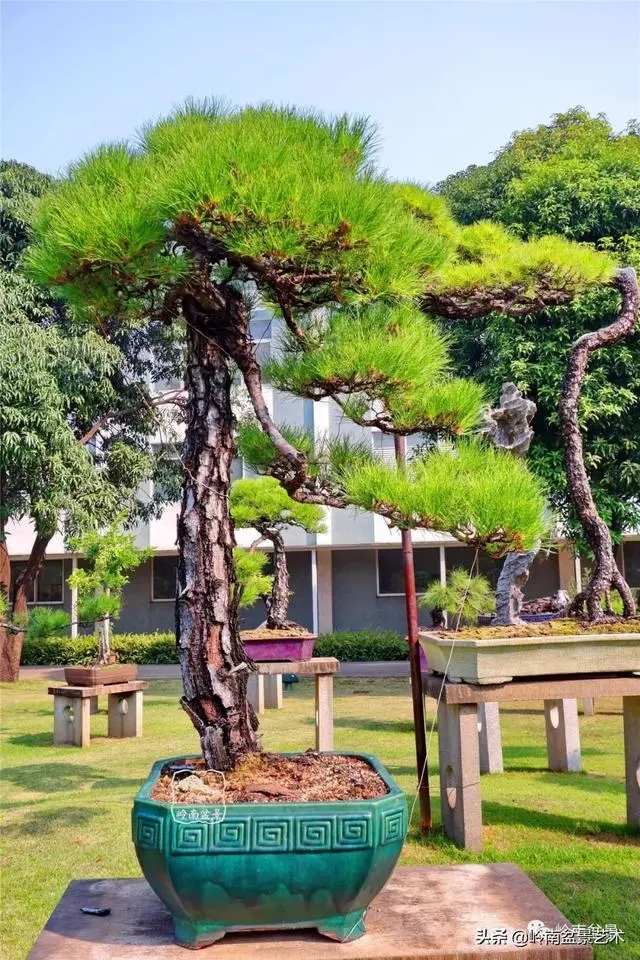 玩松樹盆景一定要懂控針,看看韓學年大師怎樣說?