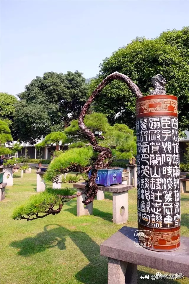 玩松樹盆景一定要懂控針,看看韓學年大師怎樣說?