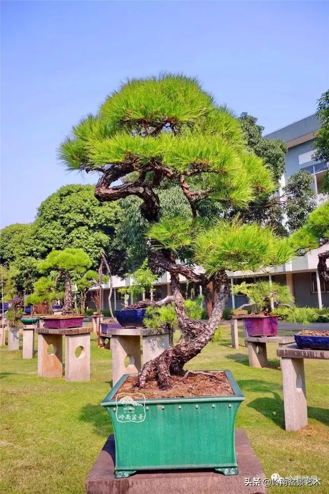玩松樹盆景一定要懂控針,看看韓學年大師怎樣說?