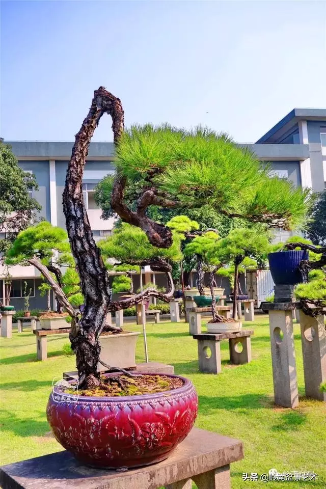 玩松樹盆景一定要懂控針,看看韓學年大師怎樣說?