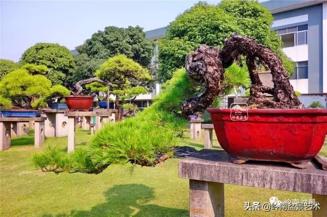 玩松樹盆景一定要懂控針,看看韓學年大師怎樣說?