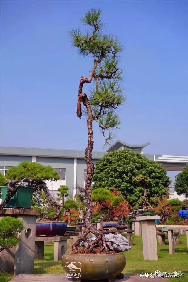 玩松樹盆景一定要懂控針,看看韓學年大師怎樣說?