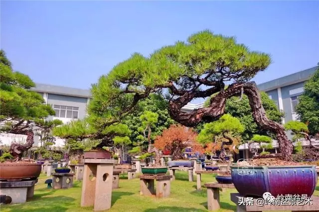 玩松樹盆景一定要懂控針,看看韓學年大師怎樣說?