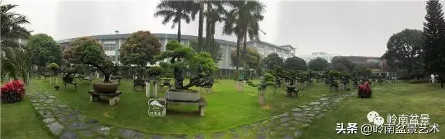 玩松樹盆景一定要懂控針,看看韓學年大師怎樣說?