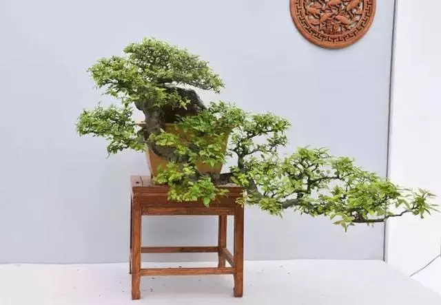 這三種懸崖盆景,真是氣勢不凡!