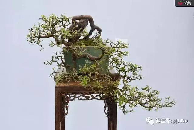 這三種懸崖盆景,真是氣勢不凡!