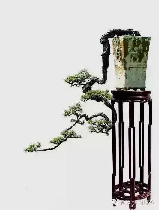 這三種懸崖盆景,真是氣勢不凡!