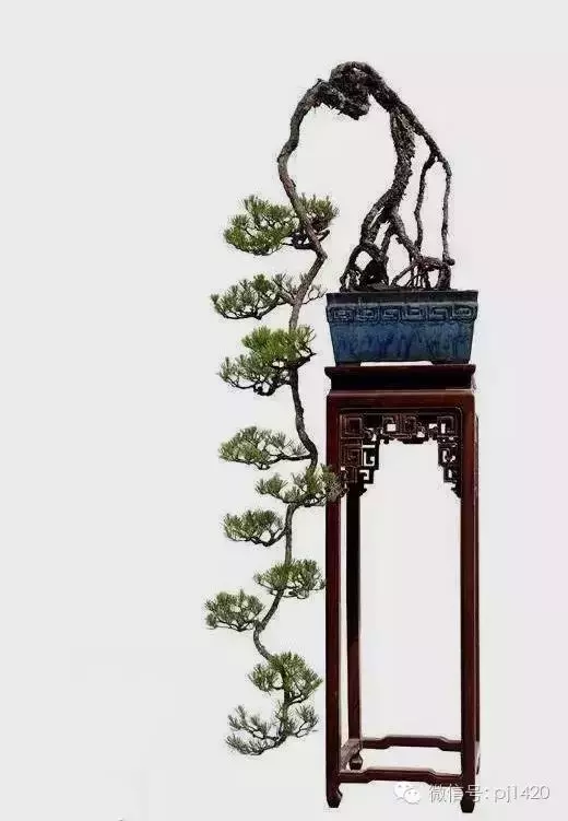 這三種懸崖盆景,真是氣勢不凡!