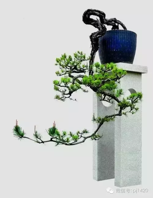這三種懸崖盆景,真是氣勢不凡!