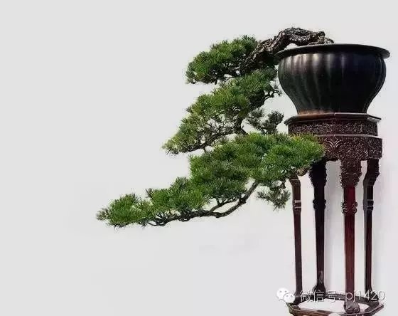 這三種懸崖盆景,真是氣勢不凡!