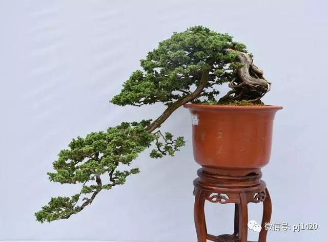 這三種懸崖盆景,真是氣勢不凡!