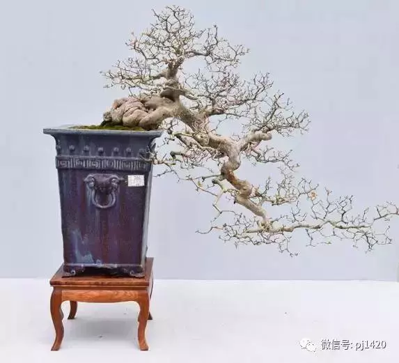 這三種懸崖盆景,真是氣勢不凡!